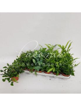 Папороть 8*20 мікс Папороть 8*20 мікс