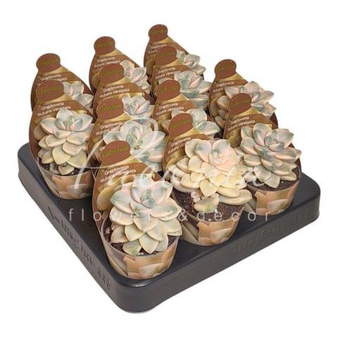 Граптоверія 06*10 Titubans Variegata