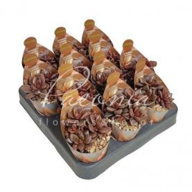 Сукулент 07*07 Lenopetalum Chocolate