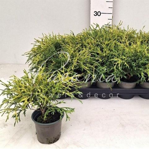 Кипарисовик 09*20 pisifera Sungold