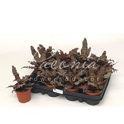 Криптантус 12*15 Zonatus