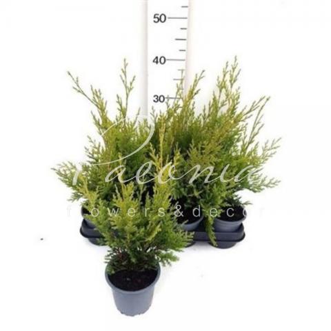 Кипарисовик 10*30 leylandii Gold Rider