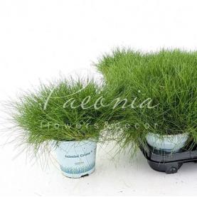 Костриця (фестука) 10*20 gautieri Amigreen