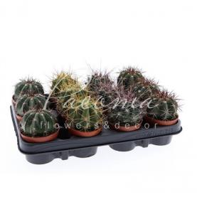 Кактус 8*12 Ferocactus мікс