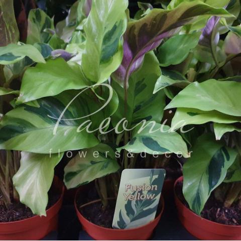 Калатея 10*15 Fusion Yellow Калатея 10*15 Fusion Yellow