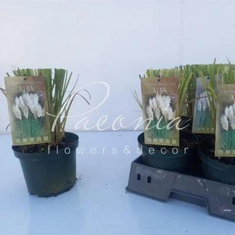 Кортадерия белая 19*45 (саженцы)