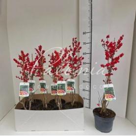 Ілекс (вуличний) 13*60 Verticillata Ілекс (вуличний) 13*60 Verticillata