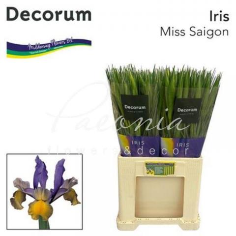 Ирис Miss Saigon сине-желтый 60см