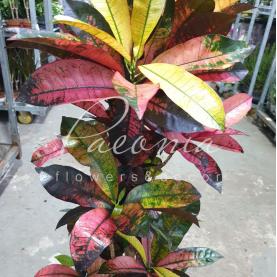 Кротон 27*110-120 Mrs Iceton Branched