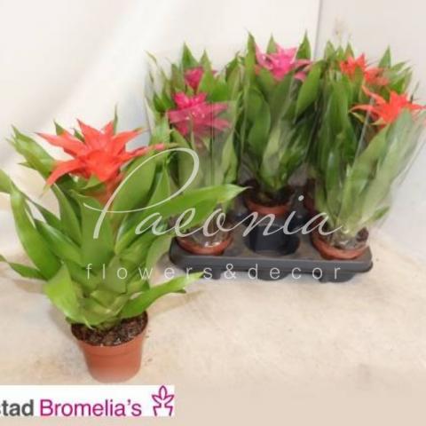 Гузмания 12*35 микс Гузмания 12*35 микс