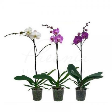 Фаленопсис (орхидея) гранди 15*80-100 1 ствол микс (Florious Orchids)