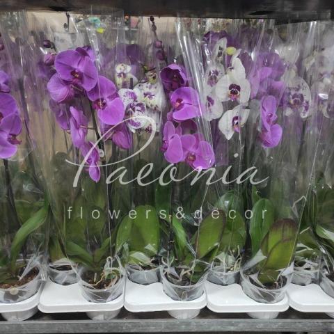 Фаленопсис (орхидея) гранди 15*80-100 1 ствол микс (Florious Orchids) Фаленопсис (орхидея) гранди 15*80-100 1 ствол микс (Florious Orchids)