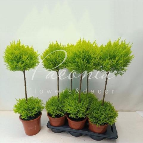 Кипарисовик 17*95 Goldcrest Wilma Duobol на стволе