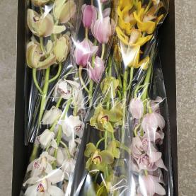 Орхидея цимбидиум микс *6 (цена за ветку)