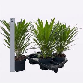 Пахиподиум 14*45