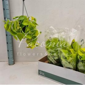 Філодендрон 14*30 Scandens micans Lemon Lime у підвісі