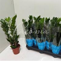 Заміокулькас 10*45 Заміокулькас 10*45
