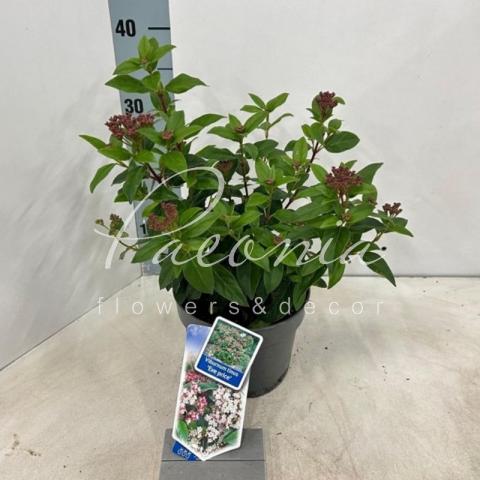 Вибурнум 17*50 Tinus Eve Price