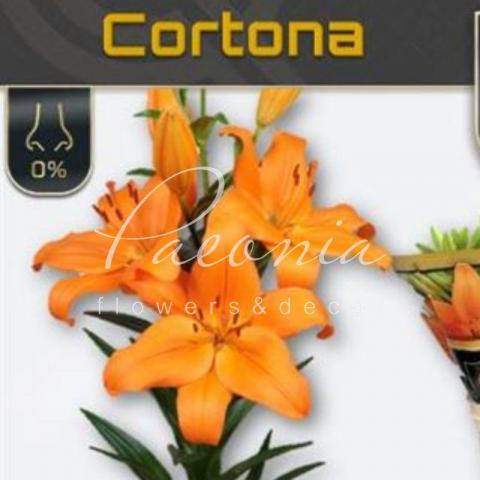 Лилия Cortona оранжевая 85-90см