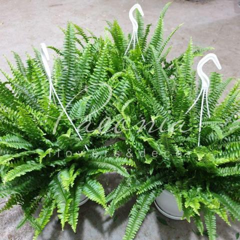 Нефролепіс 20*45 Green Lady