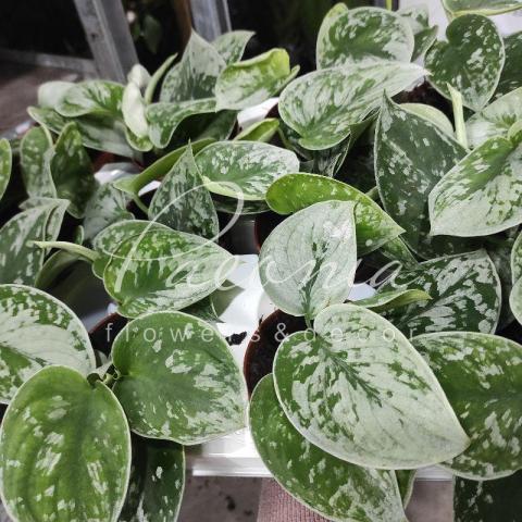 Сциндапсус 8*20 Pictus Silvery Anne Сциндапсус 8*20 Pictus Silvery Anne