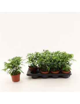 Фікус бенджаміна 12*25 Green Kinky