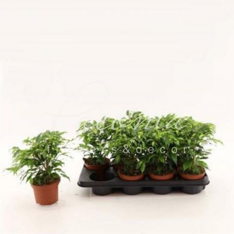 Фікус бенджаміна 12*25 Green Kinky
