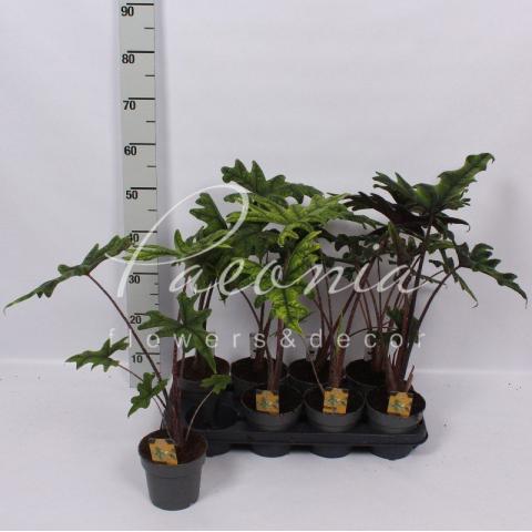 Алоказия 14*50 Jacklyn