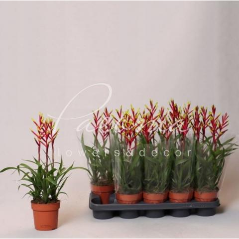 Гузманія 12*45 Misty