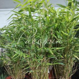 Фаргезія (бамбук садовий) 19*65 Rufa