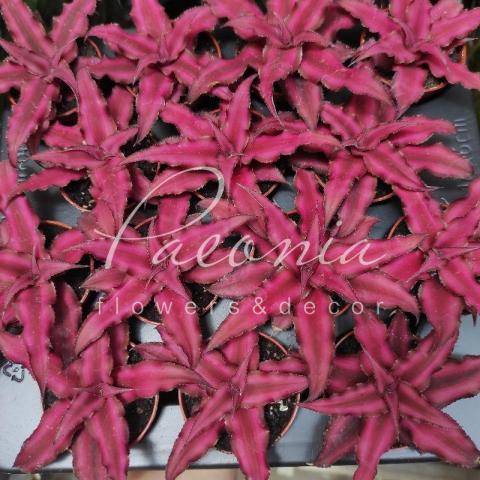 Криптантус 5*10 Red Star