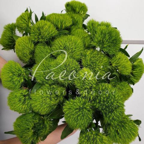 Гвоздика Barbatus Green Trick 50см