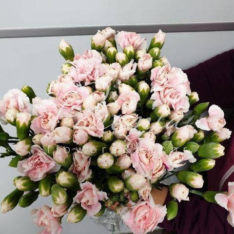 Гвоздика спрей Tessino Light Pink 60см