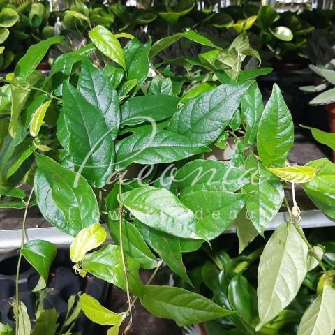 Бигнония 12*25 capreolata