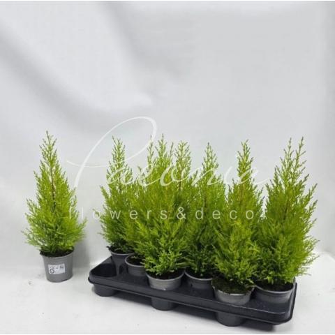 Кипарисовик 11*40-50 Goldcrest Wilma