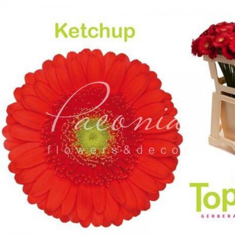 Гербера міні Ketchup червона 45см