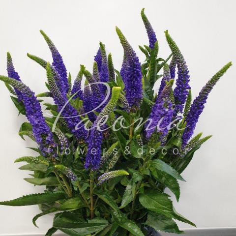 Вероника Dark Martje синяя 60см Вероника Dark Martje синяя 60см