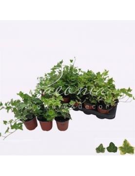 Хедера 9*5 мікс Хедера 9*5 мікс