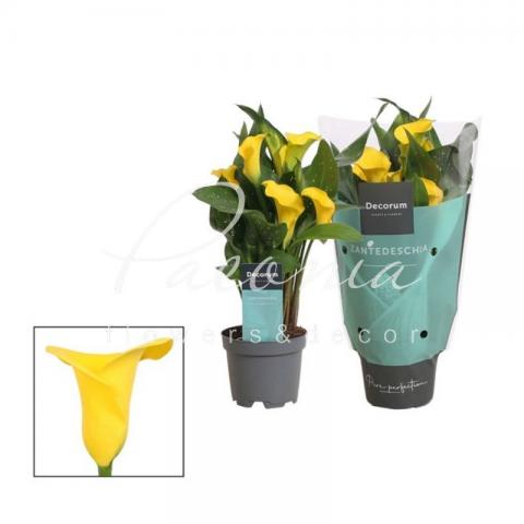 Калла 10*30 жовта  Калла 10*30 жовта