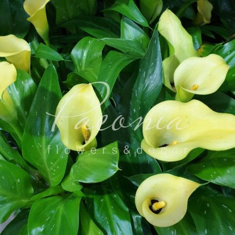 Калла 10*30 жовта  Калла 10*30 жовта