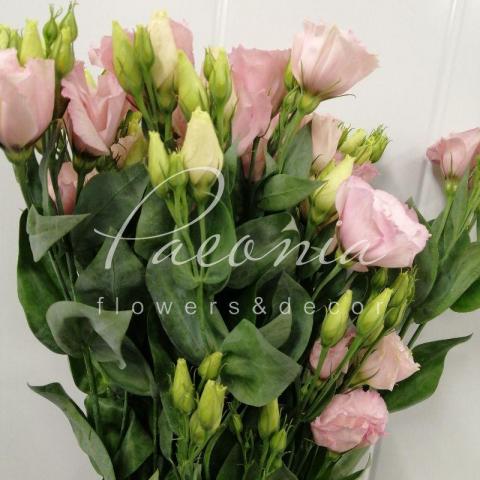 Еустома Arena Light Pink 72см