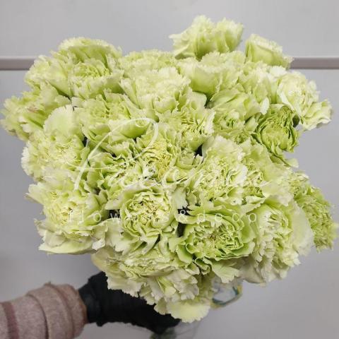 Гвоздика Prado Mint 60см