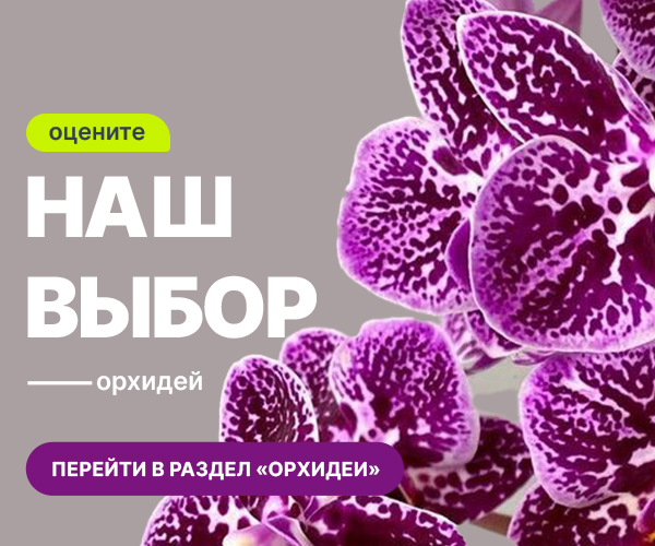 orhid_slide2_ru