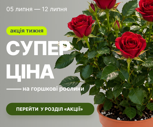 rust_05.07-12.07_ua