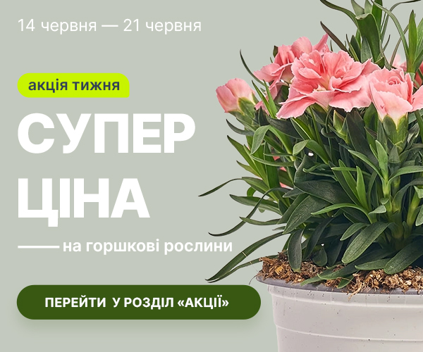 rust_14.06-21.06_ua