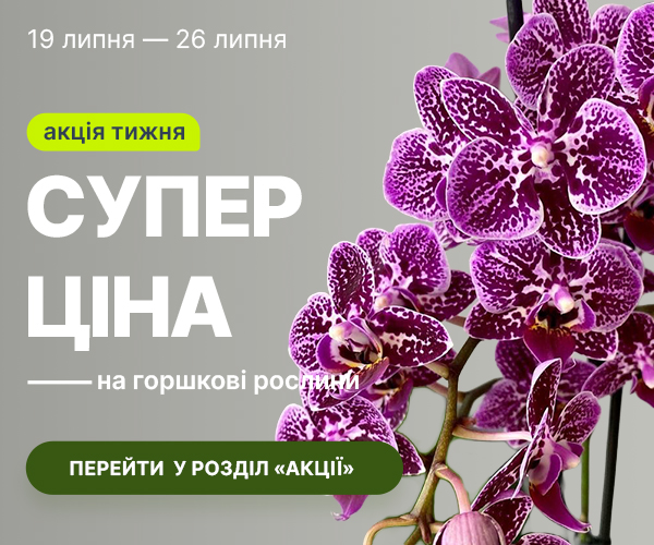 rust_19.07-26.07_ua