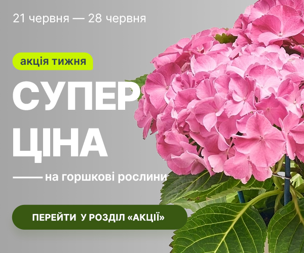 rust_21.06-28.06_ua